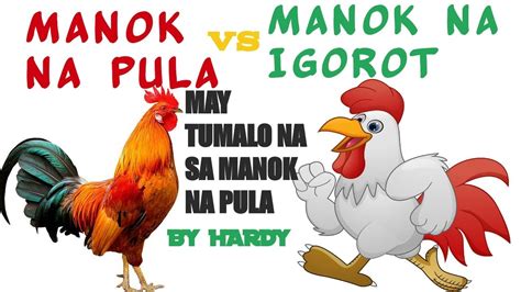 iti sa manok in english|Translate Filipino to English .